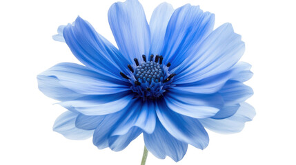 Obraz premium blue flower isolated on white background 
