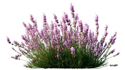 Isolated Lavender Flowers with Fresh Green Stems on White Background for Creative Projects and Design Uses