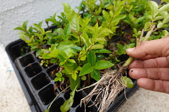 seedbed of privet cuttings propagated by cuttings. man holding a rooted plant next to the seedbed.