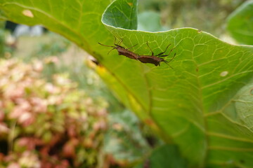 Naklejka premium Pair of Coreus marginatus bugs on a rhubarb leaf edge with a soft-focus outdoor background.