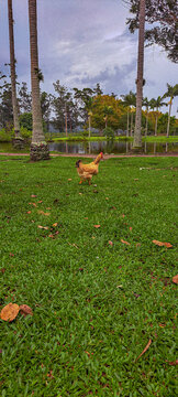 galinha no gramado