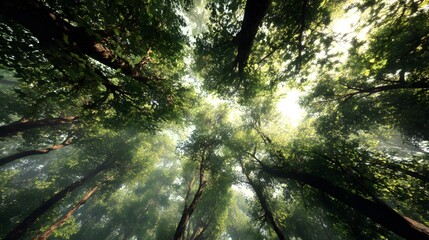 Looking Up at Lush Green Tree Canopies in a Realistic Forest Setting with Sunlight Streaming Through Leaves