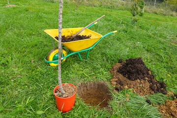 Gardener planting a bare root tree using a wheelbarrow and compost