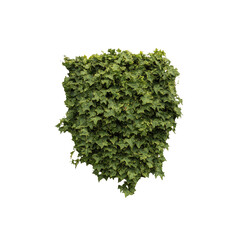 Fototapeta premium Lush Green Ivy Wall Texture - Natural Background
