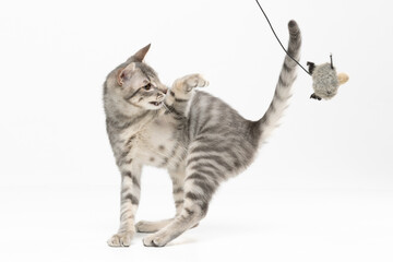 Naklejka premium Grey tabby kitten playing with toy on a string on white background