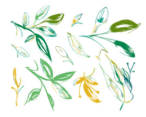 A set  leaves isolated on a white background.  Hand-drawn illustration.  Vector drawing.