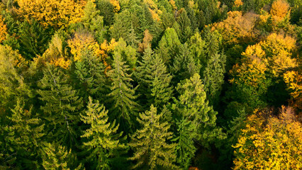 Fototapeta premium autumn landscape view from above hill forest