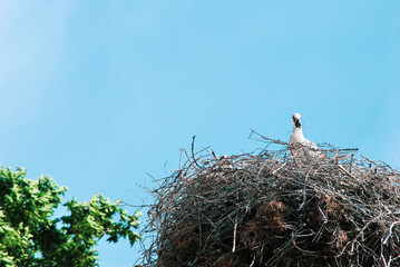 Wild stork nesting above treetops, framed by vibrant summer sky, stork resting in a tangled twig nest built high above the green trees, White stork nesting high above trees under clear sky