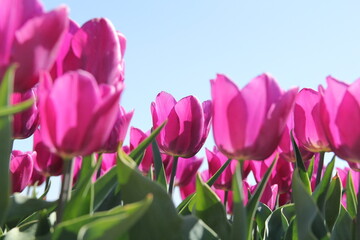 beautiful purple tulips that are shining bright at a sunny day in springtime in a dutch bulb field