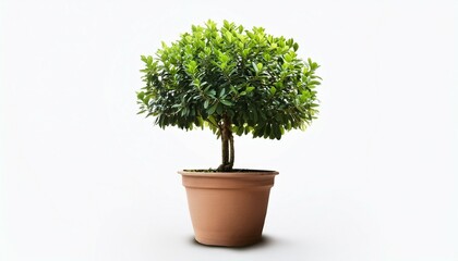Fototapeta premium Tree in a pot isolated