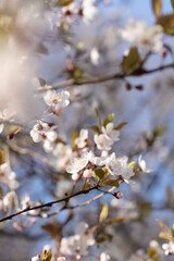 cherry blossom in spring