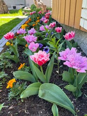 beautiful unusual tulips with fluffy edges of petals bloomed in a flower bed among petunias and marigolds