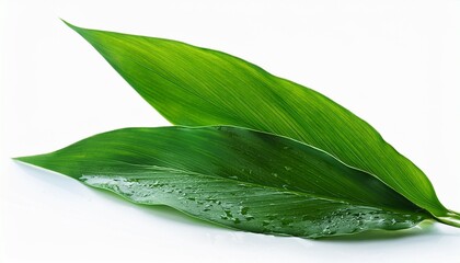 Obraz premium Ginger root leaves