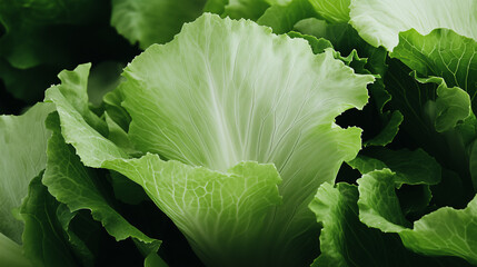 Crisp and Fresh Lettuce:  Close-up shot of a freshly harvested lettuce head,  with its vibrant green leaves, showcasing the crisp texture and organic freshness.