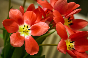 Close-up of a blooming red tulip