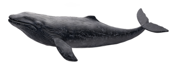 Cachalot for Whale and Marine Wildlife Decor - Isolated on White Background