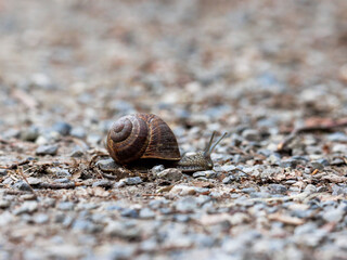 Snail crossing a gravel path in spring..