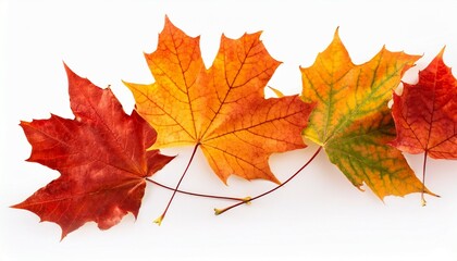 Obraz premium Autumn falling maple leaves isolated on white background
