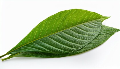 Obraz premium Green leaves of Salal isolated on white