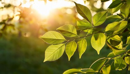 Leaves in the morning light