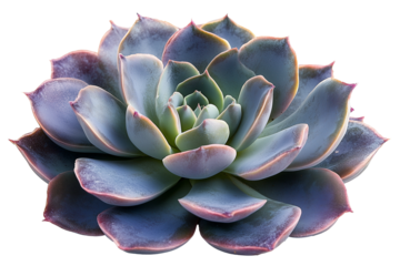 succulent plant with thick green and purple leaves in rosette shape, isolated on white background, modern botanical look
