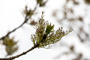 Emerging leaves and faded flowers of ash tree in spring..