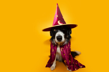 Portrait dog celebrating halloween, carnival or new year. Border collie wearing a magician costume. Isolated on yellow backgorund with copy space