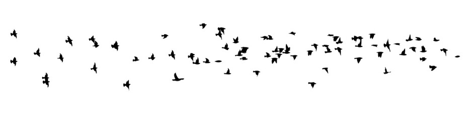 Flying birds silhouette flock. hand drawing. Not AI. Vector illustration.