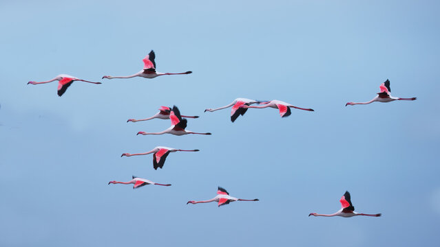 Pink Flamingos in flight over Villafranca de los Caballeros