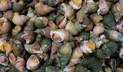 Raw common whelk, sea snails background, top view