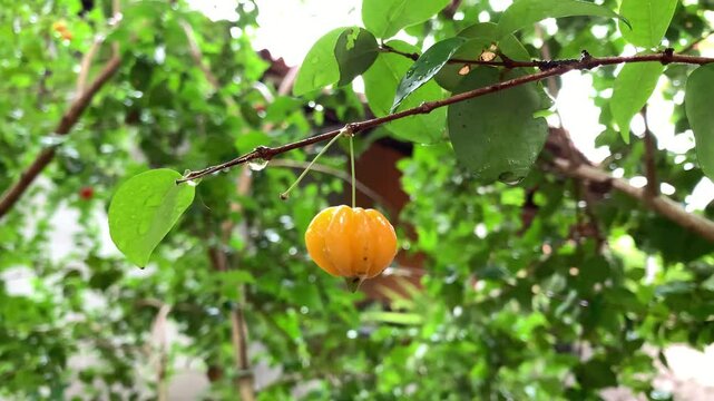 pitanga fruit ripening on the tree