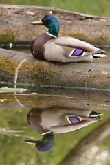 Mallard duck reflection in the water © Klimczak-Krajewska