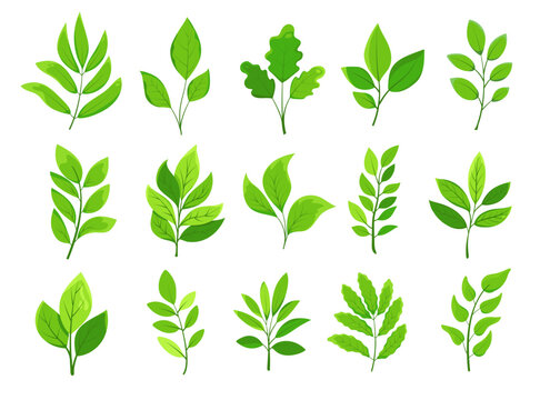 Realistic green leaves and branches on a white background. different types of lush foliage with veins for design, eco projects, cosmetic pakaging
