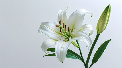 Fototapeta premium Elegant White Lily Flower With Bud On Light Background Minimalist Floral Still Life