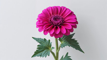 Vibrant Pink Dahlia Flower Blossom Isolated On White Background Studio Shot