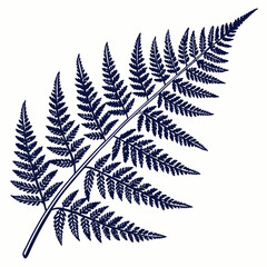 Obraz premium fern leaf isolated on black vector