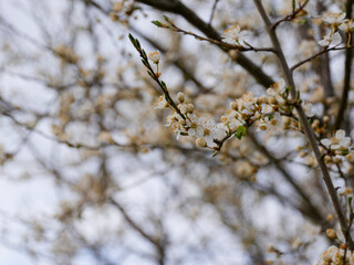 Beautiful spring blooms in bright light. Close-up flowers on fruit trees in spring. Blue sky in the background. Cute blossoms.