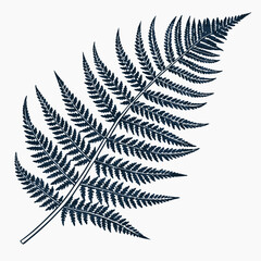 fern leaf isolated on black vector