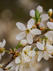 Fototapeta premium Beautiful spring blooms in bright light. Close-up flowers on fruit trees in spring. Blue sky in the background. Cute blossoms.