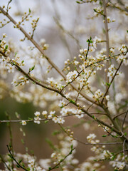 Beautiful spring blooms in bright light. Close-up flowers on fruit trees in spring. Blue sky in the background. Cute blossoms.