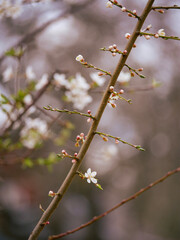 Beautiful spring blooms in bright light. Close-up flowers on fruit trees in spring. Blue sky in the background. Cute blossoms.