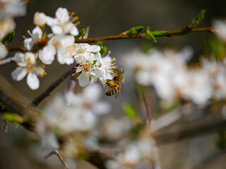 A honey bee with beautiful spring blossoms in early spring. White blooms on a fruit tree. Pollen and pollinators. Close-up insect photography.