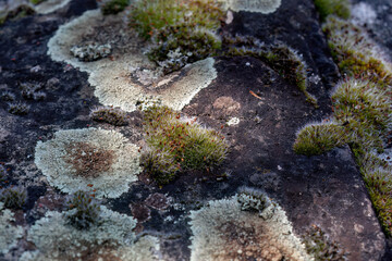 Moss and lichen growing on weathered stone surface

