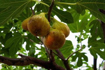 Ripe figs hanging on tree branch

