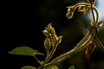 Backlit plant stem with budding leaves
