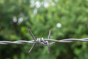Close-up of barbed wire against green background
