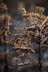 Fluffy Dried Wildflower Lit by Winter Sunset