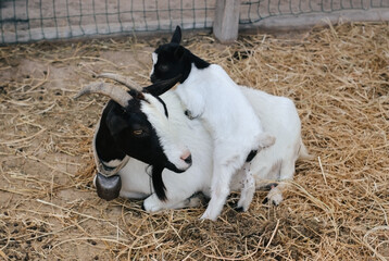 two white goats