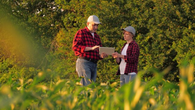 Modern farmer agronomist team analyzing use tablet innovation technology at corn field. Man and woman agricultural worker colleagues shaking hands partnership collaboration farming cultivation control