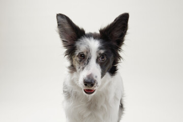 A border collie gazes upwards with an alert expression, its ears perked. The beige background keeps the focus on the dog's expressive face.